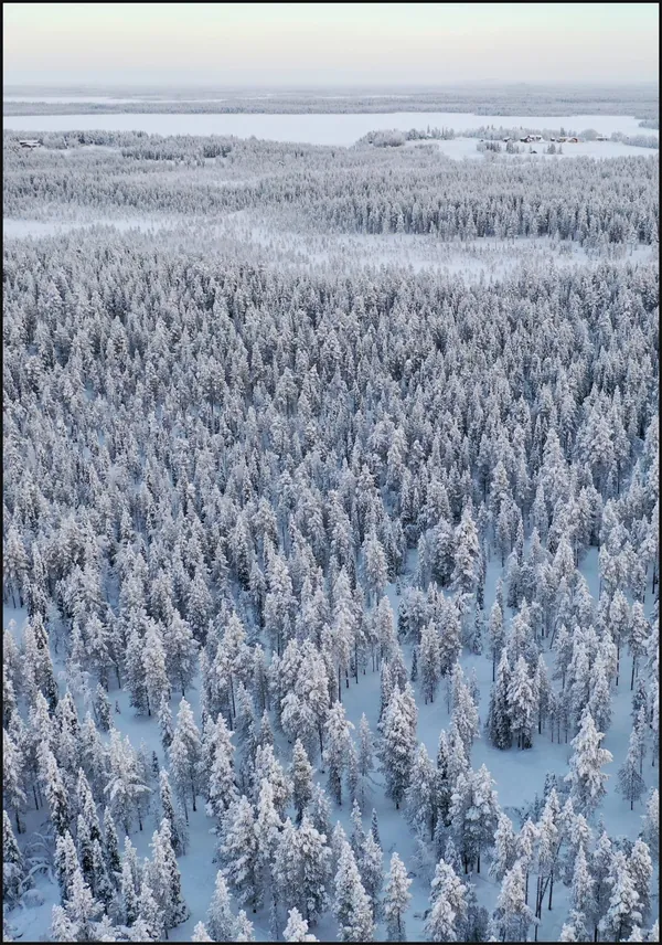 Snowtrees