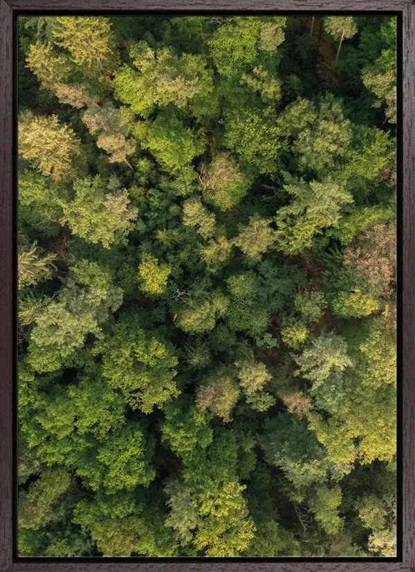 Top of the trees