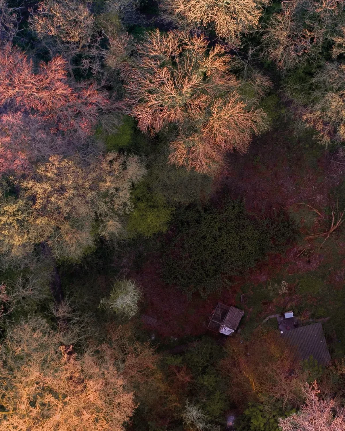Detail of Cabin in the woods