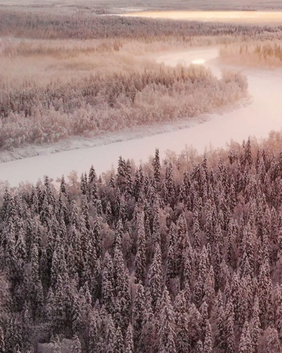 Detail of Purple sky in the snow