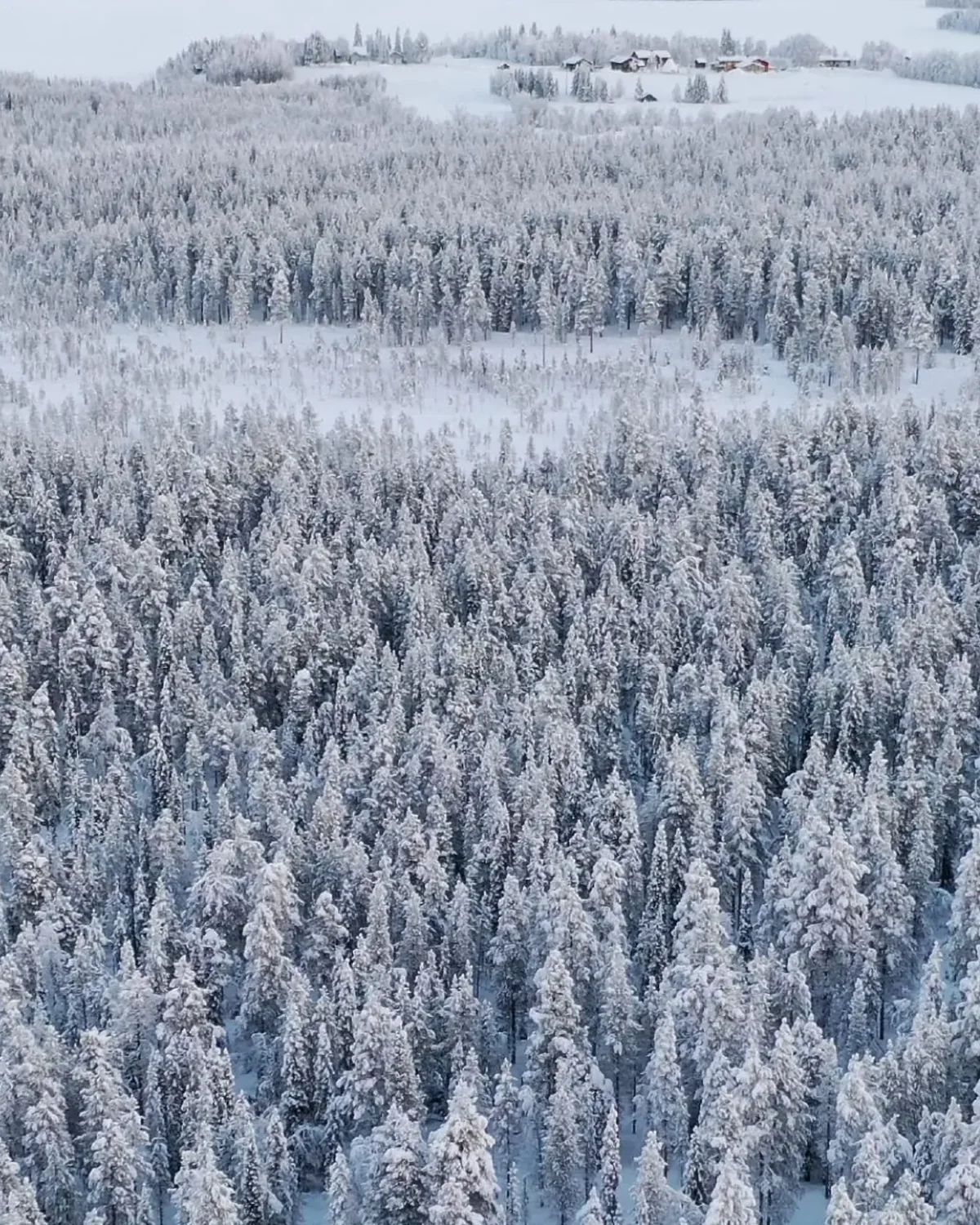 Detail of Snowtrees