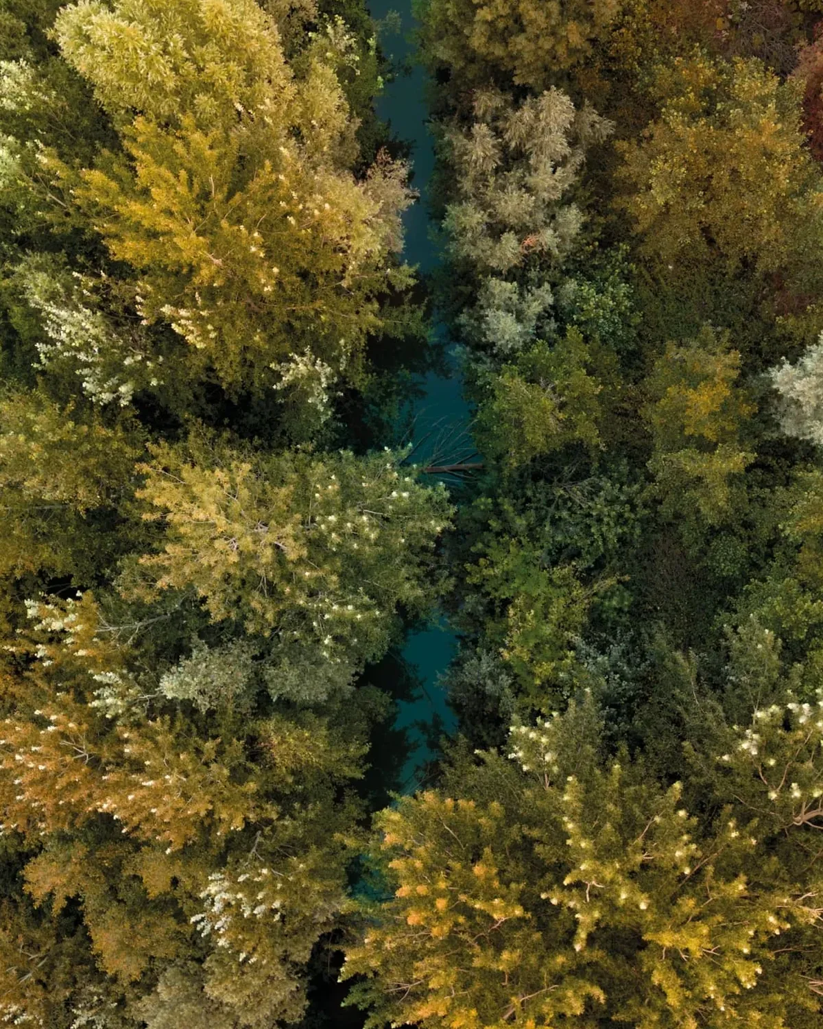 Detail of Stream through the forest