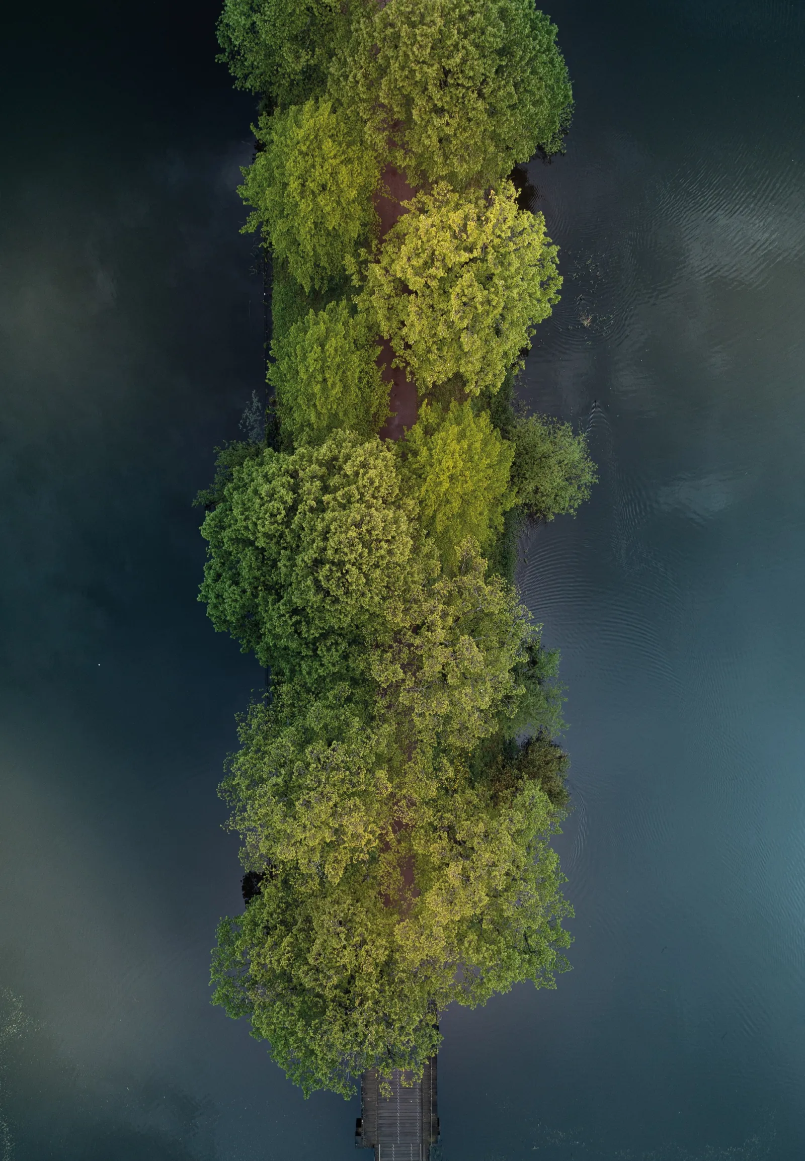 Drone print of a row of trees along the water